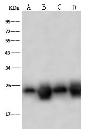 PSMB8 / LMP7 Antibody - Anti-PSMB8 rabbit polyclonal antibody at 1:500 dilution. Lane A: HeLa Whole Cell Lysate. Lane B: MCF7 Whole Cell Lysate. Lane C: A431 Whole Cell Lysate. Lane D: Raji Whole Cell Lysate. Lysates/proteins at 30 ug per lane. Secondary: Goat Anti-Rabbit IgG (H+L)/HRP at 1/10000 dilution. Developed using the ECL technique. Performed under reducing conditions. Predicted band size: 30 kDa. Observed band size: 25 kDa.