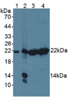 PSMB9 Antibody - Western Blot; Sample: Lane1: Mouse Serum; Lane2: Mouse Liver Tissue; Lane3: Mouse Thymus Tissue; Lane4: Mouse Spleen Tissue.