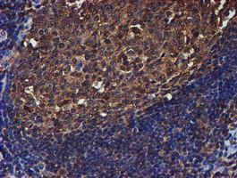 PSMB9 Antibody - IHC of paraffin-embedded Human tonsil using anti-PSMB9 mouse monoclonal antibody.