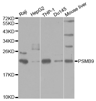 PSMB9 Antibody - Western blot analysis of extracts of various cell lines.