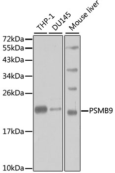 PSMB9 Antibody - Western blot analysis of extracts of various cell lines, using PSMB9 antibody at 1:1000 dilution. The secondary antibody used was an HRP Goat Anti-Rabbit IgG (H+L) at 1:10000 dilution. Lysates were loaded 25ug per lane and 3% nonfat dry milk in TBST was used for blocking. An ECL Kit was used for detection.
