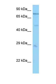 PSMC1 Antibody - PSMC1 antibody Western blot of Mouse Heart lysate. Antibody concentration 1 ug/ml.  This image was taken for the unconjugated form of this product. Other forms have not been tested.