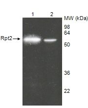 PSMC1 Antibody - Western blot of Rpt2/S4 19S regulatory subunit. Lane 1: Purified 26S proteasome. Lane 2: HeLa S100 cytosolic fraction . PAb to Proteasome 19S (Rpt2/S4 Subunit) (human) at 1:1000 dilution.
