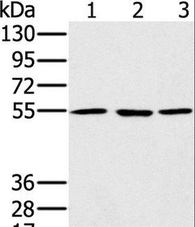 PSMC1 Antibody - Western blot analysis of A549, HeLa and NIH/3T3 cell, using PSMC1 Polyclonal Antibody at dilution of 1:500.