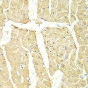 PSMC2 / RPT1 Antibody - Immunohistochemistry of paraffin-embedded mouse heart.