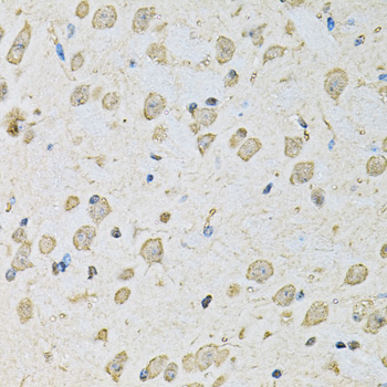PSMC2 / RPT1 Antibody - Immunohistochemistry of paraffin-embedded mouse brain tissue.