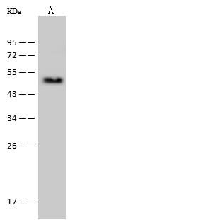 PSMC2 / RPT1 Antibody - Anti-PSMC2 rabbit polyclonal antibody at 1:500 dilution. Lane A: Hela Whole Cell Lysate. Lysates/proteins at 30 ug per lane. Secondary: Goat Anti-Rabbit IgG (H+L)/HRP at 1/10000 dilution. Developed using the ECL technique. Performed under reducing conditions. Predicted band size: 49 kDa. Observed band size: 49 kDa.