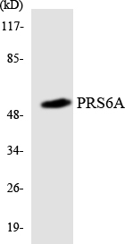 PSMC3 Antibody - Western blot analysis of the lysates from HT-29 cells using PRS6A antibody.
