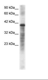 PSMC3 Antibody - HepG2 Cell Lysate.  This image was taken for the unconjugated form of this product. Other forms have not been tested.