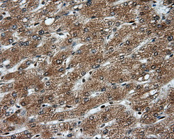 PSMC3 Antibody - IHC of paraffin-embedded liver tissue using anti-PSMC3 mouse monoclonal antibody. (Dilution 1:50).