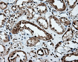 PSMC3 Antibody - IHC of paraffin-embedded Kidney tissue using anti-PSMC3 mouse monoclonal antibody. (Dilution 1:50).