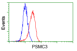 PSMC3 Antibody - Flow cytometry of HeLa cells, using anti-PSMC3 antibody, (Red) compared to a nonspecific negative control antibody (Blue).