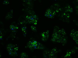 PSMC3 Antibody - Immunofluorescent staining of HepG2 cells using anti-PSMC3 mouse monoclonal antibody.