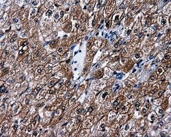 PSMC3 Antibody - IHC of paraffin-embedded liver tissue using anti-PSMC3 mouse monoclonal antibody. (Dilution 1:50).