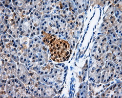 PSMC3 Antibody - IHC of paraffin-embedded pancreas tissue using anti-PSMC3 mouse monoclonal antibody. (Dilution 1:50).