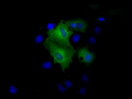 PSMC3 Antibody - Anti-PSMC3 mouse monoclonal antibody  immunofluorescent staining of COS7 cells transiently transfected by pCMV6-ENTRY PSMC3.