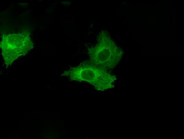 PSMC3 Antibody - Anti-PSMC3 mouse monoclonal antibody  immunofluorescent staining of COS7 cells transiently transfected by pCMV6-ENTRY PSMC3.