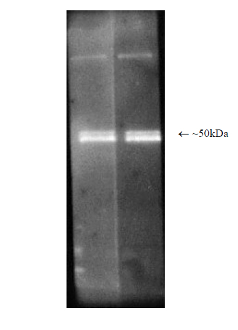 PSMC3 Antibody - Western blot: Luminograph of rabbit 26S proteasome preparation after SDS PAGE followed by blotting onto PVDF membrane and probing with antibody BML-PW8770. Antibody dilution 1:1000 and 1:2500 using ECL procedure (1 min exposure).