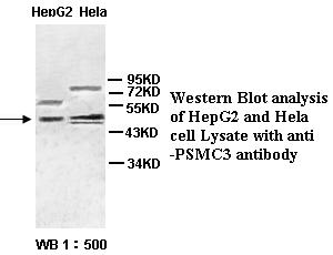 PSMC3 Antibody