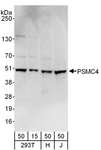 PSMC4 Antibody - Detection of Human PSMC4 by Western Blot. Samples: Whole cell lysate from 293T (15 and 50 ug), HeLa (H; 50 ug), and Jurkat (J; 50 ug) cells. Antibodies: Affinity purified rabbit anti-PSMC4 antibody used for WB at 0.4 ug/ml. Detection: Chemiluminescence with an exposure time of 10 seconds.