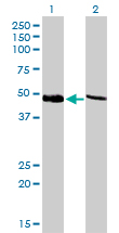 PSMC4 Antibody - Western blot of PSMC4 expression in transfected 293T cell line by PSMC4 monoclonal antibody (M01), clone 3G8.