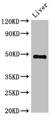 PSMC4 Antibody - Western Blot Positive WB detected in:Mouse liver tissue All Lanes:PSMC4 antibody at 3.4µg/ml Secondary Goat polyclonal to rabbit IgG at 1/50000 dilution Predicted band size: 48,44 KDa Observed band size: 48 KDa