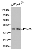 PSMC5 / SUG1 Antibody - Western blot of extracts of A431 cell and HepG2 cell lines, using PSMC5 antibody.