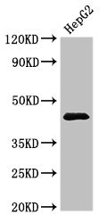 PSMC5 / SUG1 Antibody - Western Blot Positive WB detected in:HepG2 whole cell lysate All Lanes:PSMC5 antibody at 3.5µg/ml Secondary Goat polyclonal to rabbit IgG at 1/50000 dilution Predicted band size: 46,45 KDa Observed band size: 46 KDa