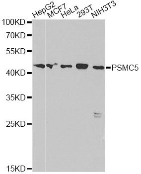 PSMC5 / SUG1 Antibody - Western blot analysis of extracts of various cell lines, using PSMC5 antibody at 1:1000 dilution. The secondary antibody used was an HRP Goat Anti-Rabbit IgG (H+L) at 1:10000 dilution. Lysates were loaded 25ug per lane and 3% nonfat dry milk in TBST was used for blocking.