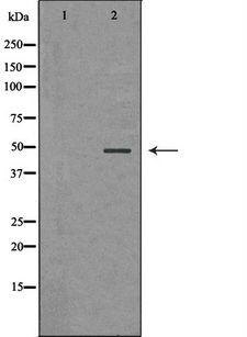 PSMC5 / SUG1 Antibody - Western blot analysis of extracts of HepG2 cells using PSMC5 antibody. The lane on the left is treated with the antigen-specific peptide.