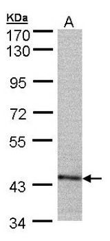 PSMC6 Antibody - Sample (30 ug of whole cell lysate). A:293T. 7.5% SDS PAGE. PSMC6 / p44 antibody diluted at 1:500