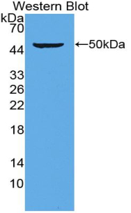 PSMC6 Antibody - Western blot of recombinant PSMC6 / p44.