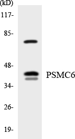 PSMC6 Antibody - Western blot analysis of the lysates from HeLa cells using PSMC6 antibody.