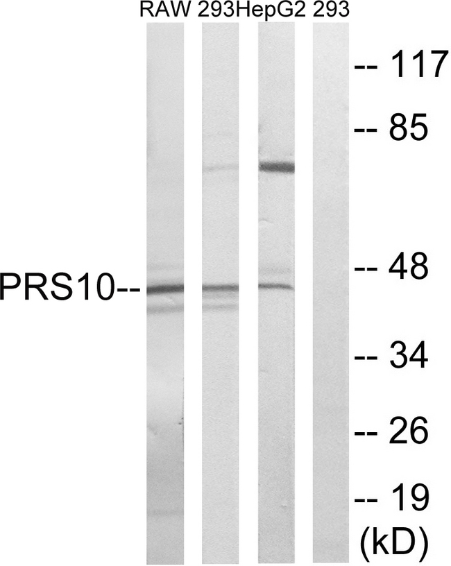 PSMC6 Antibody - Western blot analysis of lysates from HepG2, 293, and RAW264.7 cells, using PSMC6 Antibody. The lane on the right is blocked with the synthesized peptide.
