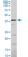 PSMC6 Antibody - PSMC6 monoclonal antibody (M02), clone 2C4. Western Blot analysis of PSMC6 expression in PC-12.