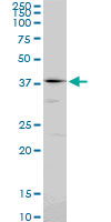 PSMC6 Antibody - PSMC6 monoclonal antibody (M02), clone 2C4. Western Blot analysis of PSMC6 expression in NIH/3T3.