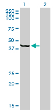 PSMC6 Antibody - Western Blot analysis of PSMC6 expression in transfected 293T cell line by PSMC6 monoclonal antibody (M02), clone 2C4.Lane 1: PSMC6 transfected lysate(44.2 KDa).Lane 2: Non-transfected lysate.