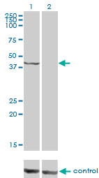 PSMC6 Antibody - Western blot analysis of PSMC6 over-expressed 293 cell line, cotransfected with PSMC6 Validated Chimera RNAi (Lane 2) or non-transfected control (Lane 1). Blot probed with PSMC6 monoclonal antibody (M02), clone 2C4 . GAPDH ( 36.1 kDa ) used as specificity and loading control.