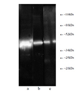PSMC6 Antibody - Western blot: Composite luminograph of (a) HeLa S3 cytosolic preparation, (b) purified 26S proteasome, and (c) human placental proteasome fraction after SDS PAGE followed by blotting onto PVDF membrane and probing with antibody BML-PW8830. Antibody dilution 1:5000 using ECL procedure (1 min exposure).