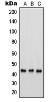 PSMC6 Antibody - Western blot analysis of PSMC6 expression in HEK293 (A); HeLa (B); RAW264.7 (C) whole cell lysates.