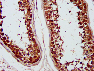 PSMC6 Antibody - IHC image of PSMC6 Antibody diluted at 1:1200 and staining in paraffin-embedded human testis tissue performed on a Leica BondTM system. After dewaxing and hydration, antigen retrieval was mediated by high pressure in a citrate buffer (pH 6.0). Section was blocked with 10% normal goat serum 30min at RT. Then primary antibody (1% BSA) was incubated at 4°C overnight. The primary is detected by a biotinylated secondary antibody and visualized using an HRP conjugated SP system.