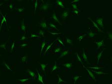 PSMC6 Antibody - Immunofluorescence staining of PSMC6 in Hela cells. Cells were fixed with 4% PFA, permeabilzed with 0.1% Triton X-100 in PBS, blocked with 10% serum, and incubated with rabbit anti-human PSMC6 polyclonal antibody (dilution ratio 1:500) at 4°C overnight. Then cells were stained with the Alexa Fluor 488-conjugated Goat Anti-rabbit IgG secondary antibody (green). Positive staining was localized to cytoplasm and nucleus.