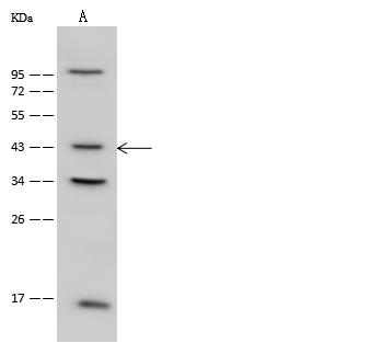 PSMC6 Antibody - Anti-PSMC6 rabbit polyclonal antibody at 1:500 dilution. Lane A: HeLa Whole Cell Lysate. Lysates/proteins at 30 ug per lane. Secondary: Goat Anti-Rabbit IgG (H+L)/HRP at 1/10000 dilution. Developed using the ECL technique. Performed under reducing conditions. Predicted band size: 46 kDa.