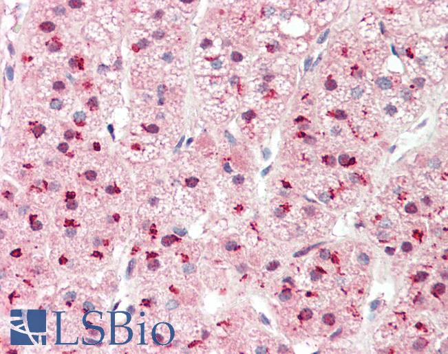 PSMD1 Antibody - Anti-PSMD1 / S1 antibody IHC staining of human adrenal. Immunohistochemistry of formalin-fixed, paraffin-embedded tissue after heat-induced antigen retrieval. Antibody concentration 10 ug/ml.  This image was taken for the unconjugated form of this product. Other forms have not been tested.