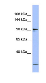 PSMD1 Antibody - PSMD1 antibody Western blot of Placenta lysate.  This image was taken for the unconjugated form of this product. Other forms have not been tested.