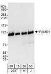 PSMD1 Antibody - Detection of Human PSMD1 by Western Blot. Samples: Whole cell lysate from 293T (15 and 50 ug), HeLa (H; 50 ug), and Jurkat (J; 50 ug) cells. Antibodies: Affinity purified rabbit anti-PSMD1 antibody used for WB at 0.1 ug/ml. Detection: Chemiluminescence with an exposure time of 10 seconds.