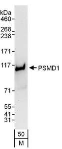 PSMD1 Antibody - Detection of Mouse PSMD1 by Western Blot. Samples: Whole cell lysate (50 ug) from NIH3T3 cells. Antibodies: Affinity purified rabbit anti-PSMD1 antibody used for WB at 0.1 ug/ml. Detection: Chemiluminescence with an exposure time of 30 seconds.