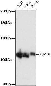 PSMD1 Antibody - Western blot analysis of extracts of various cell lines using PSMD1 Polyclonal Antibody at dilution of 1:1000.