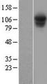 PSMD1 Protein - Western validation with an anti-DDK antibody * L: Control HEK293 lysate R: Over-expression lysate