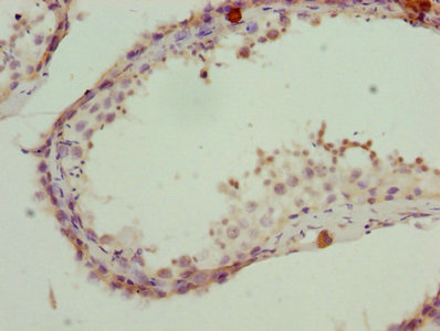 PSMD10 / Gankyrin Antibody - Immunohistochemistry of paraffin-embedded human testis tissue using Rabbit anti-human 26S proteasome non-ATPase regulatory subunit 10 polyclonal Antibody(PSMD10) at dilution of 1:100